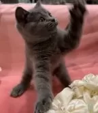 ブリティッシュショートヘア【兵庫県・女の子・2024年6月23日・ブルー】の写真5「成長が楽しみな女の子👌大きくなりました🥰しっかりとしたボディと丸いお目目👌」