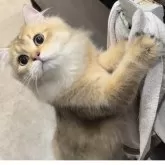 ブリティッシュロングヘア【兵庫県・男の子・2025年3月25日・ブラックゴールデンシェーデッド【超低価格中】】の写真10「綺麗なカラーコート🩵」