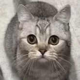 ブリティッシュショートヘア【兵庫県・女の子・2025年6月3日・ブルーシェーデットシルバー】の写真3「可愛いです😍会いに来てあげてください❣️」