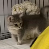 ブリティッシュショートヘア【兵庫県・女の子・2025年6月3日・ブルーシェーデットシルバー【希少カラー】】の写真6
