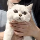 ブリティッシュショートヘア【兵庫県・女の子・2025年6月3日・ゴールデンチンチラシルバーポイント【希少カラー】】の写真5「美人猫、綺麗な成猫になります💓」