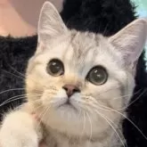 ブリティッシュショートヘア【兵庫県・女の子・2025年6月3日・ブルーシェーデットシルバー】の写真7「とても良いニャンコの女の子⭕️」