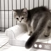 ブリティッシュショートヘア【兵庫県・女の子・2025年6月3日・ブルーシェーデットシルバー【希少カラー】】の写真3