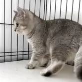 ブリティッシュショートヘア【兵庫県・女の子・2025年6月3日・シルバーティックドタビー【希少カラー】】の写真8「ムチムチボディのブリちゃん💓とても良いニャンコです👌」