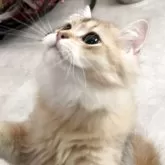 ブリティッシュロングヘア【兵庫県・男の子・2025年3月25日・ブラックゴールデンシェーデッド【超低価格中】】の写真6