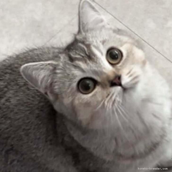 ブリーダー画像