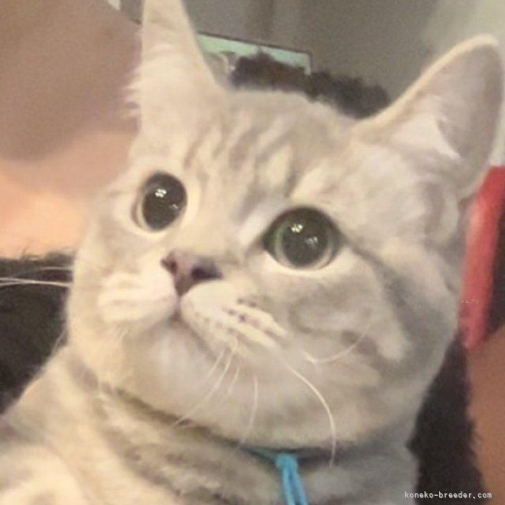 ブリーダー画像