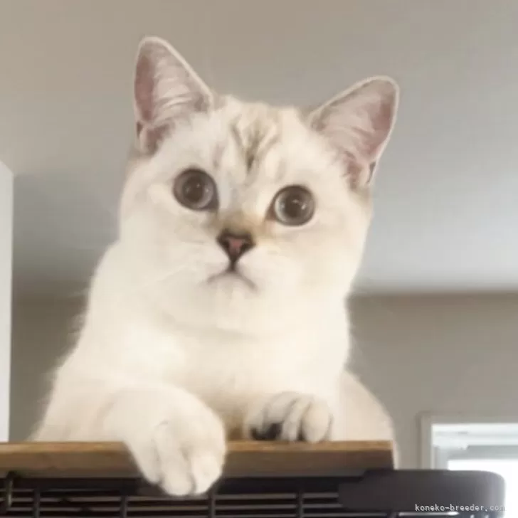 ブリティッシュショートヘア【兵庫県・女の子・2025年6月3日・ゴールデンチンチラシルバーポイント】の写真1「パパ譲りの体格良❗️まん丸フェイスにまん丸お目目❤️とても良いブリちゃん可愛いです」