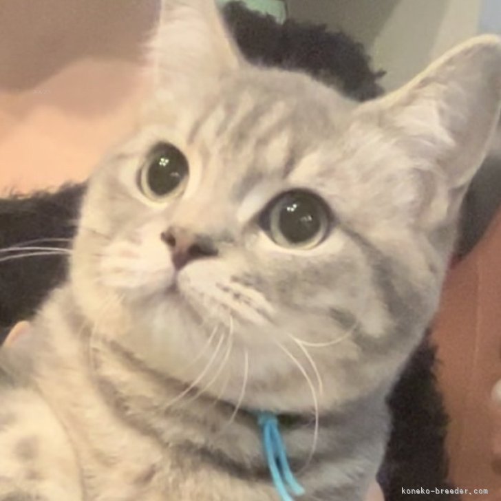 ブリーダー画像