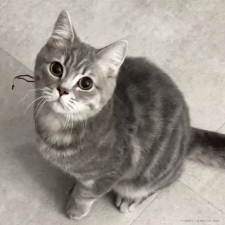 ブリティッシュロングヘア【兵庫県・男の子・2025年5月25日・シルバータビー【ショートヘア】去勢代込み】の写真1「元気いっぱい❣️懐っこい性格です。素敵猫です去勢手術済みです。生体価格に含まれています」