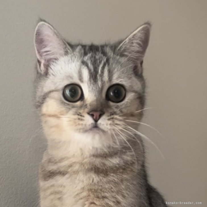 ブリーダー画像