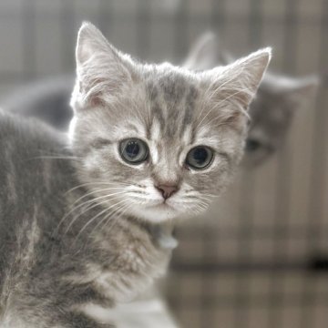 ブリティッシュロングヘア【兵庫県・女の子・2025年5月25日・シルバータビー（ふかふか　ショートヘア）】の写真「4匹兄妹の唯一の女の子🥰可愛いお顔です❤️」