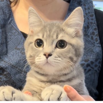 ブリティッシュロングヘア【兵庫県・男の子・2025年5月25日・シルバータビー【ショートヘア】（ふっくら希少カラーです）】の写真「お目目まん丸💓とても可愛いお顔です😍」