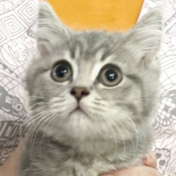 ブリティッシュロングヘア【兵庫県・男の子・2025年5月25日・シルバータビー【ショートヘア】（ふっくら）】の写真「お目目まん丸💓とても可愛いお顔です😍」
