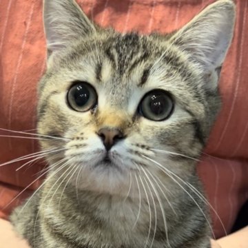 ブリティッシュショートヘア【兵庫県・男の子・2025年6月3日・ブラウンティックドタビー【希少カラー】（ボリュームふっくら）】の写真「まん丸お目目😍元気で体格はとても良いニャンコ⭕️」