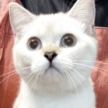 ブリティッシュショートヘア【兵庫県・女の子・2025年6月3日・ゴールデンチンチラシルバーポイント（綺麗でふかふか）】の写真「どんどん可愛くまん丸フェイス
体格良👌元気印」