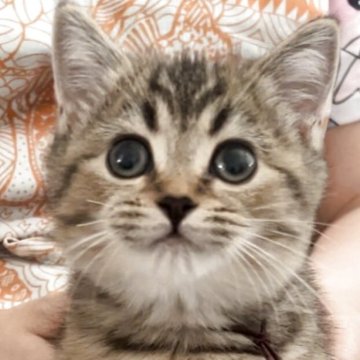 ブリティッシュショートヘア【兵庫県・女の子・2025年6月3日・ブラウンマッカレルタビー（ふっくらもふもふ）】の写真「可愛いお顔でぷっくりしたほっぺがキュートな子
😍」