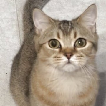 ブリティッシュショートヘア【兵庫県・男の子・2025年6月3日・ブラウンティックドタビー【希少カラー】（ボリュームふっくら）】の写真「まん丸お目目😍元気で体格はとても良いニャンコ⭕️」