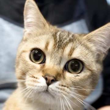 ブリティッシュショートヘア【兵庫県・男の子・2025年6月3日・ブラウンティックドタビー【希少カラー】（ボリュームふっくら）】の写真「まん丸お目目😍元気で体格はとても良いニャンコ⭕️」