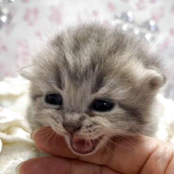 ブリティッシュロングヘア【兵庫県・男の子・2025年5月25日・シルバータビー（ふっくらふかふか）】の写真「お目目パッチリ❤️体格良可愛い成猫に間違いなく成長」