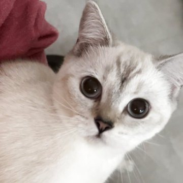 ブリティッシュショートヘア【兵庫県・女の子・2025年6月3日・ゴールデンチンチラシルバーポイント（綺麗でふかふか）】の写真「どんどん可愛くまん丸フェイス
体格良👌元気印」