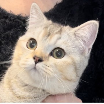 ブリティッシュショートヘア【兵庫県・女の子・2025年6月3日・シルバーティックドタビー【希少カラー】（綺麗なカラーでふかふかです❣️）】の写真「女の子ですがとても体格が良く綺麗なカラーニャンコ」
