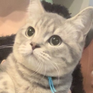 ブリティッシュロングヘア【兵庫県・男の子・2025年5月25日・シルバータビー【ショートヘア】（ふっくらふかふか【希少カラー】）】の写真「お目目パッチリ❤️体格良可愛い成猫に間違いなく成長」