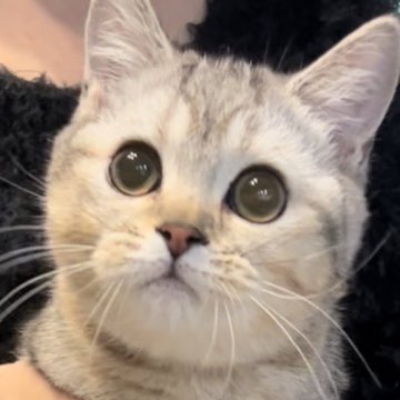 ブリティッシュショートヘア【兵庫県・女の子・2025年6月3日・ブルーシェーデットシルバー（ふっくらコートに希少カラーです）】の写真「甘えたニャンコ🥰大きな瞳でとても可愛い子です😍」