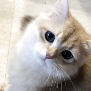 ブリティッシュロングヘア【兵庫県・男の子・2025年3月25日・ブルーゴールデンシェーデッド【超低価格です】（ふっくらタイプ）】の写真「パチリお目目のパパ似のとても可愛いお顔❤️」