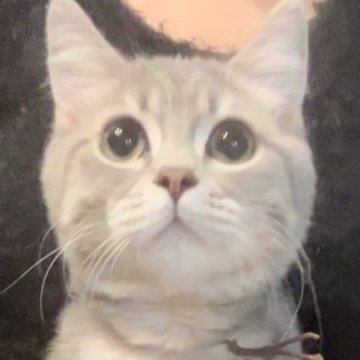 ブリティッシュロングヘア【兵庫県・男の子・2025年5月25日・シルバータビー【ショートヘア】（ふっくら希少カラーです）】の写真「お目目まん丸💓とても可愛いお顔です😍」