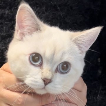 ブリティッシュショートヘア【兵庫県・女の子・2025年6月3日・ゴールデンチンチラシルバーポイント【希少カラー】（ボリュームあり）】の写真「大きなお目目で元気いっぱい可愛い子です😍」