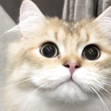 ブリティッシュロングヘア【兵庫県・男の子・2025年3月25日・ブラックゴールデンシェーデッド【超低価格中】（ふかふか　ふっくら）】の写真「懐っこく近寄って来てくれる性格もお顔もピカイチ💓」