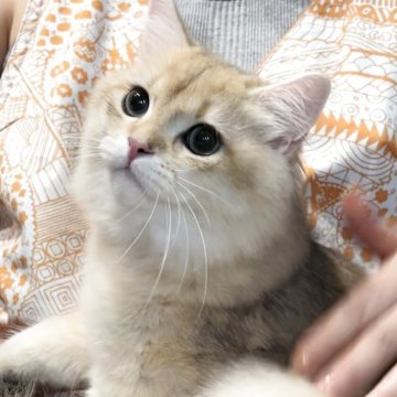 ブリティッシュロングヘア【兵庫県・男の子・2025年3月25日・ブルーゴールデンシェーデッド【超低価格です】（ふっくらタイプ）】の写真「パチリお目目のパパ似のとても可愛いお顔❤️」