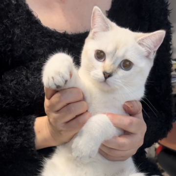 ブリティッシュショートヘア【兵庫県・女の子・2025年6月3日・ゴールデンチンチラシルバーポイント（綺麗でふかふか）】の写真「どんどん可愛くまん丸フェイス
体格良👌元気印」