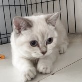 ブリティッシュショートヘア