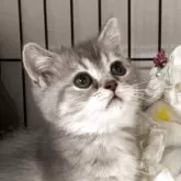 ブリティッシュショートヘア