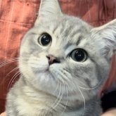 ブリティッシュロングヘア