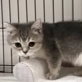 ブリティッシュショートヘア