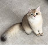ブリティッシュロングヘア