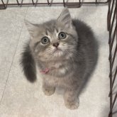 ブリティッシュロングヘア