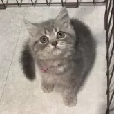 ブリティッシュロングヘア
