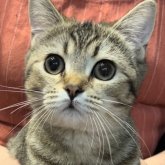 ブリティッシュショートヘア