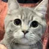 ブリティッシュロングヘア