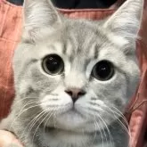 ブリティッシュロングヘア