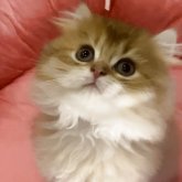 ブリティッシュロングヘア