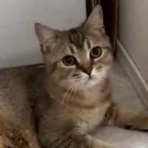 ブリティッシュショートヘア