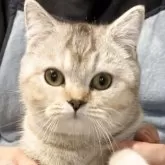 ブリティッシュショートヘア