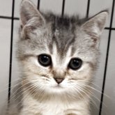 ブリティッシュショートヘア