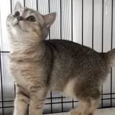 ブリティッシュショートヘア