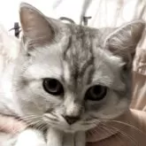 ブリティッシュショートヘア